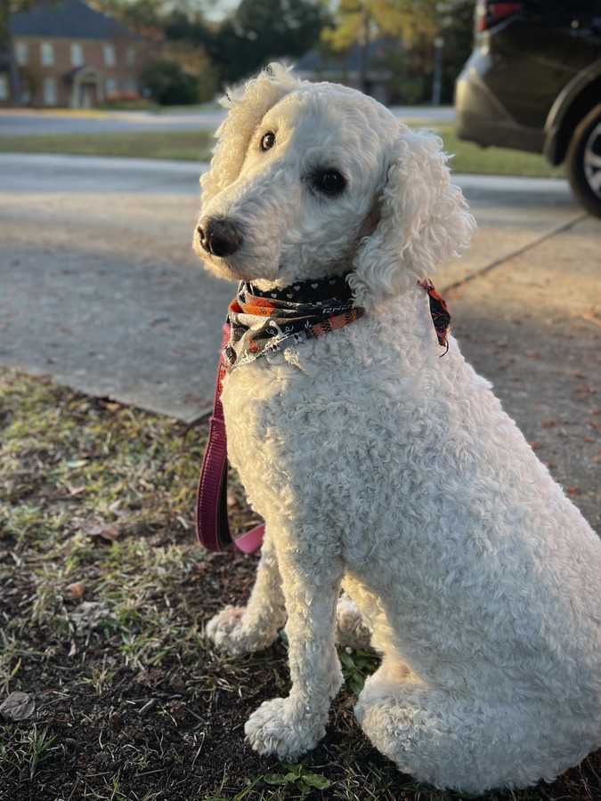 ZZ the therapy dog outdoors